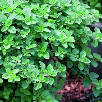 Picture of Oregano Greek